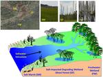 Soil & Environmental Health paper on ghost forest biogeochemistry